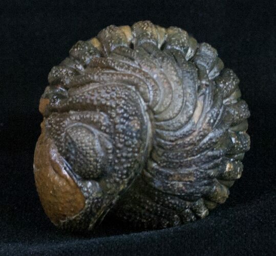 Bumpy, Enrolled Barrandeops (Phacops) Trilobite #10728